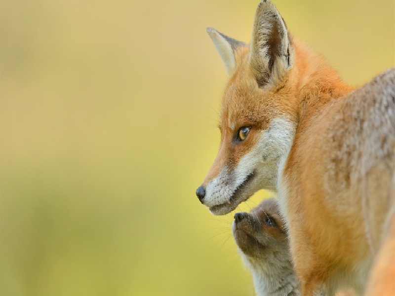 试管产检项目试管加热高锰酸钾具支试管容积